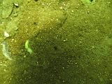 Coll NL 036